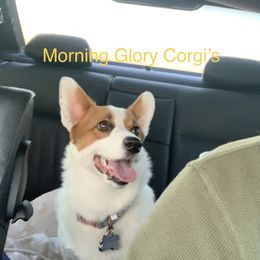 Bella - Pembroke Welsh Corgi