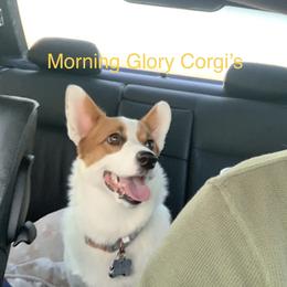 Bella - Pembroke Welsh Corgi