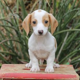 Male 3 - Piebald male Dachshund puppy in Childress, Texas from Taylor Farms