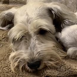 BB - Miniature Schnauzer