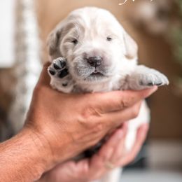Frosty - Light golden male Golden Retriever puppy in Acton, Maine from Silver Pines Pups