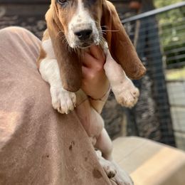 Boy 3 - Mahogany and white male Basset Hound puppy in Clinton, Tennessee from High Hopes Hounds