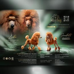 Scarlett - Poodle