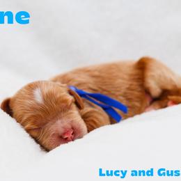 Dune - Caramel male Australian Labradoodle puppy in Diamond Bar, California from Furrytaildoodles