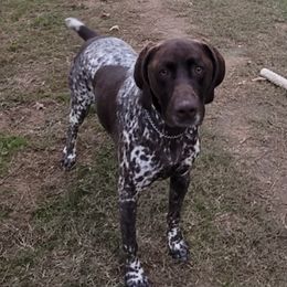German Shorthaired Pointers from Von Ruann's  GSP's