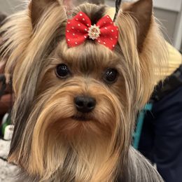 Yorkshire Terrier Puppies from Yvette Copeland's Yorkshire Terriers