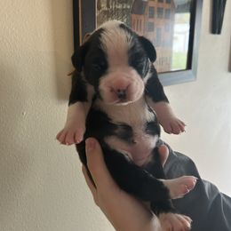 Girl 2 - Brindle Boxer puppy in Crothersville, Indiana from Wilson Family Boxers