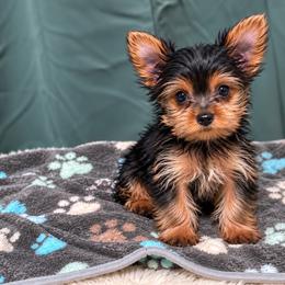 Bella - Blue and gold female Yorkshire Terrier puppy in Silver Springs Shores, Florida from Top Notch Pupz