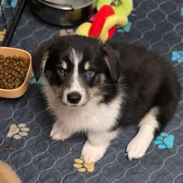 Outlaw - Black and tan male Pembroke Welsh Corgi puppy in Charleston, Arkansas from Hilltop Corgis