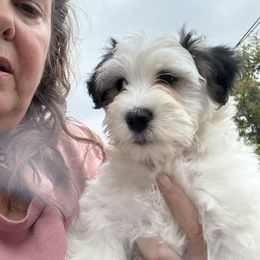 Self control - Black and white male Bernedoodle puppy in Hays, Kansas from Pine Street doodles