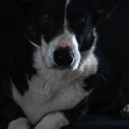 Cardigan Welsh Corgis from Shinra Cardigan Welsh Corgis
