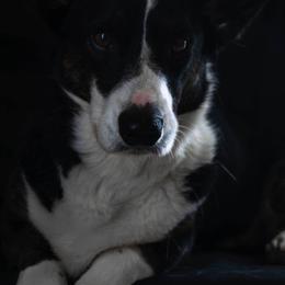 Cardigan Welsh Corgis from Shinra Cardigan Welsh Corgis