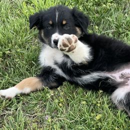 Boy 1 - Black Australian Shepherd puppy in Blum, Texas from 4P Poteet Farms