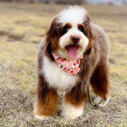 Aussiedoodle and Bernedoodle All Grown Up from Sassy Pants Pups