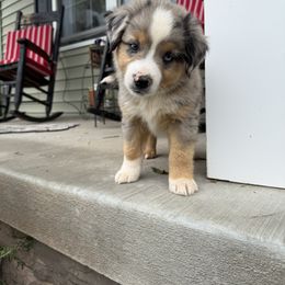 Buckeye - Blue merle male Miniature Australian Shepherd puppy in Hedgesville, West Virginia from Wishing Tree Minis