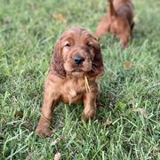 Irish Setter puppies from Stomar Irish Setters