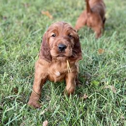 Irish Setter puppies from Stomar Irish Setters