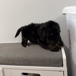 Bernedoodle and Goldendoodle Puppies from OHDoodles FL