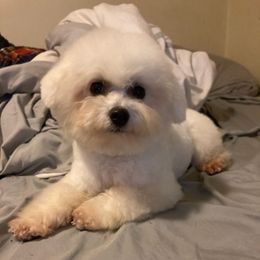 Lolly Pop - Bichon Frise
