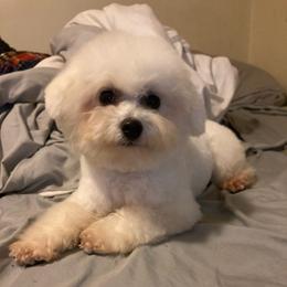Lolly Pop - Bichon Frise
