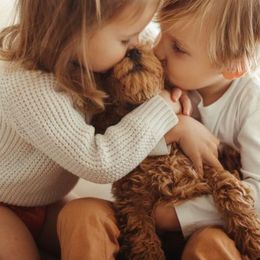 Goldendoodle Puppies from Doodle Paws Az