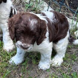 Girl 1 - Liver and white female Springerdoodle puppy in Reddick, Florida from Cooper’s Mini Doodles
