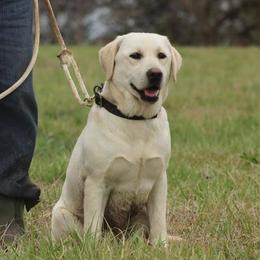 Labrador Retrievers from Poppyfield Labradors