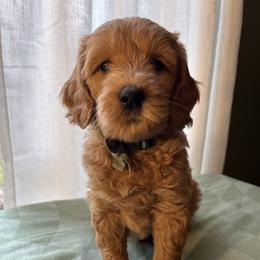 Buddy - Apricot male Goldendoodle puppy in Goshen, Ohio from Land of Goshen Doodles