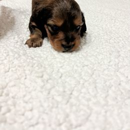 Dachshund Puppies from R&X Mini Dachshunds