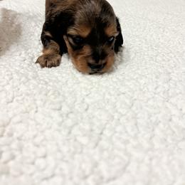 Dachshund Puppies from R&X Mini Dachshunds