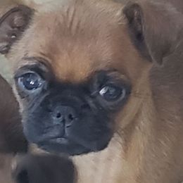 Andy - Red male Brussels Griffon puppy in Nc, Florida from Brusseluv2