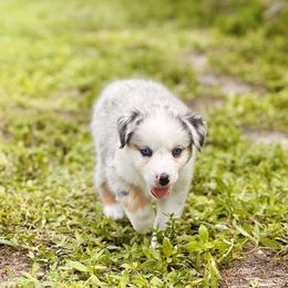 Cloudy - Blue merle Australian Shepherd puppy in Florida from Florida Australian Shepherds