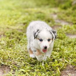 Cloudy - Blue merle Australian Shepherd puppy in Florida from Florida Australian Shepherds