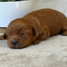 Chase - Red male Cavapoo puppy in Mona, Utah from Small Town Cavaliers