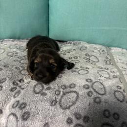 Red girl - Wild boar female Dachshund puppy in Live Oak, Florida from The Weenie Herd Mom