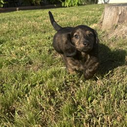 Kayce - Brindle male Dachshund puppy in Mabank, Texas from Lovin’ Li’s Furry Sausages