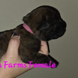 Girl 2 - female Cane Corso puppy in Yale, Michigan from Titan Farms