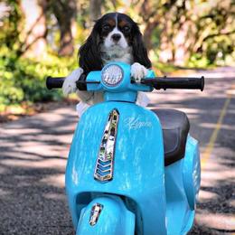 Annie - Tri-color female Cavalier King Charles Spaniel puppy in Daphne, Alabama from Darling Australians