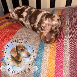 Binder - Chocolate and tan male Dachshund puppy in Clarksdale, Mississippi from Bo Didley's Doxies