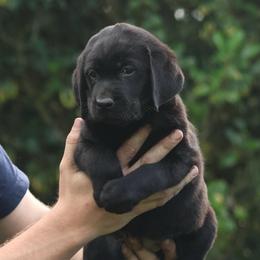 Pink Collar - Black female Labrador Retriever puppy in Morriston, Florida from Penny Lane Labradors