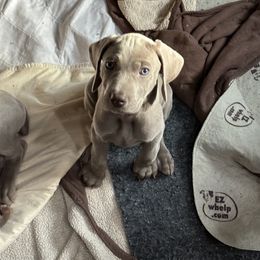 Vizsla and Weimaraner Puppies from Midwest Dream