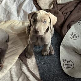 Vizsla and Weimaraner Puppies from Midwest Dream
