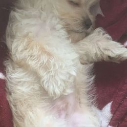 Morkie Puppies from Mandy's Morkies