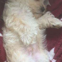 Morkie Puppies from Mandy's Morkies