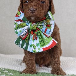 Stu Lou Who - Red  male Goldendoodle puppy in Warsaw, Ohio from Lovabledoodles