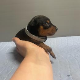 Rowan - Black and tan male Miniature Pinscher puppy in Lancaster, Missouri from White Stone Ranch