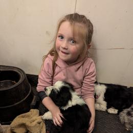 Australian Shepherd and Great Dane Puppies from AEW Farm