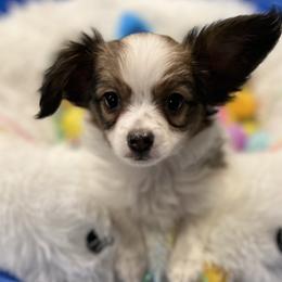 Papillon Puppies from Champagne Posh Papillons
