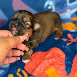 Ckc Simon - Red and tan male Shih Tzu puppy in Roseville, Michigan from Diamond Paws LLC