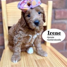 Irene - Red  female Goldendoodle puppy in Jackson, Mississippi from T.M. Poodles & Doodles